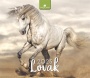 Naptár, asztali, álló, DAYLINER 'Lovak'