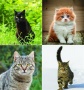 Naptár, fali, CSG, Cicák