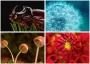 Naptár, fali, DAYLINER, Macro Lens