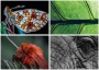 Naptár, fali, DAYLINER, Macro Lens