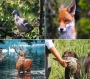 Naptár, fali, DAYLINER, Vadászat