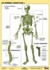 Tanulói munkalap, A4, STIEFEL 'Az emberi csontváz'